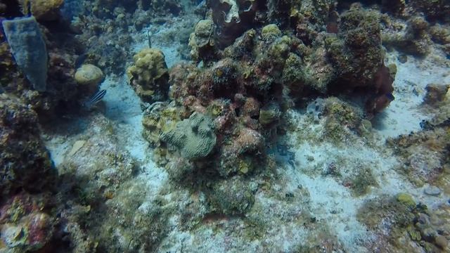 Nurse Shark from Angelfish Reef Grand Cayman смотреть онлайн