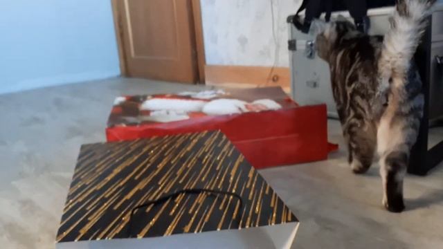 Подарочки на новый год и коту перепали. смотреть онлайн