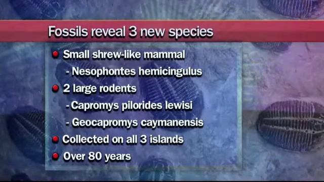 Fossils show 3 distinct new species roamed the Cayman Islands смотреть онлайн