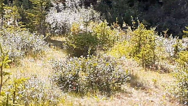 Kananaske . Гризли мишка смотреть онлайн
