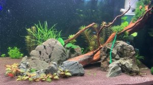 Запуск аквариума 100 литров