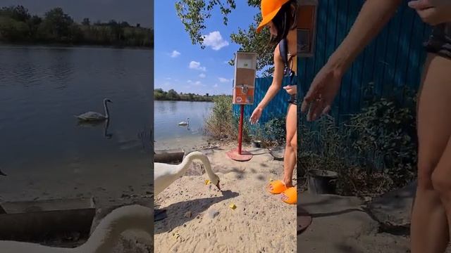 Как правильно кормить лебедей. Южный парк птиц Малинки. #паркптиц #шахты #ростовскаяобласть смотреть онлайн