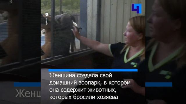 Жительница Анапы приютила енота, которого бросили хозяева смотреть онлайн