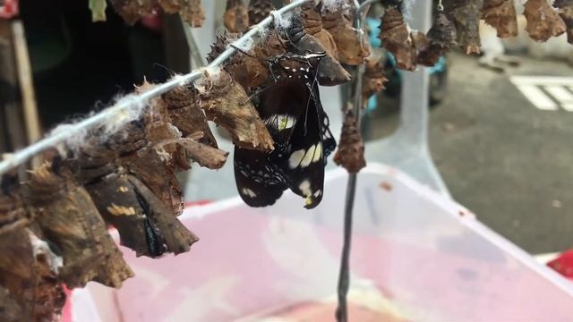 CATERPILLAR & BUTTERFLY UPDATE | Madam Butterfly