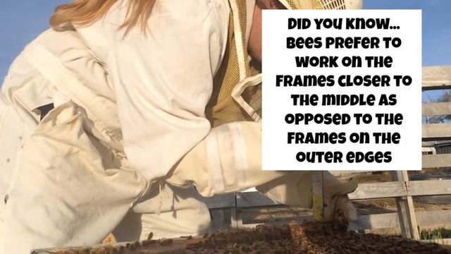 Day 10 After Installing A Bee Package (Honey Bee Life Cycle)