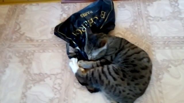 Кот который не любит пакеты смотреть онлайн