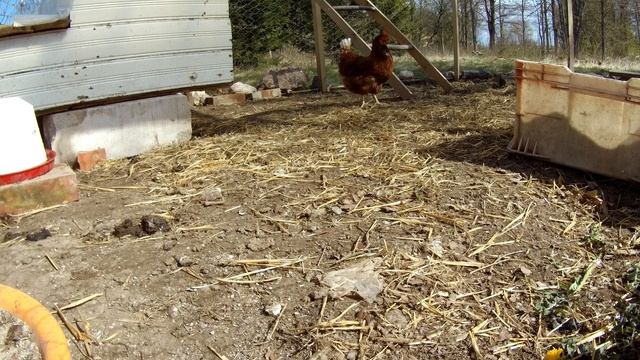 Chicken camera 1hr смотреть онлайн