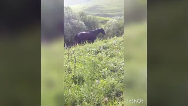 Ездовые жеребцы... смотреть онлайн