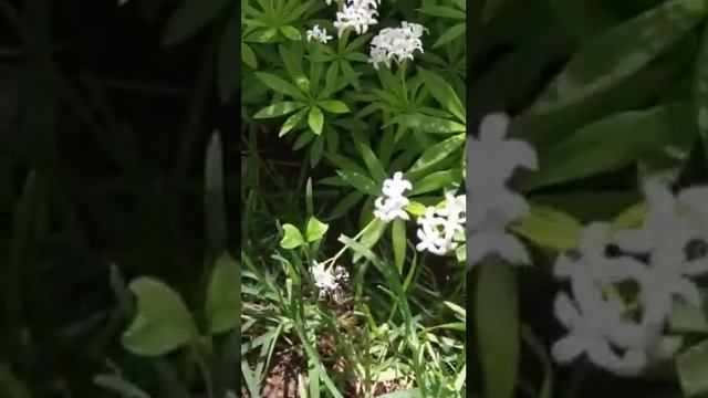 Large Wasp in Colorado смотреть онлайн