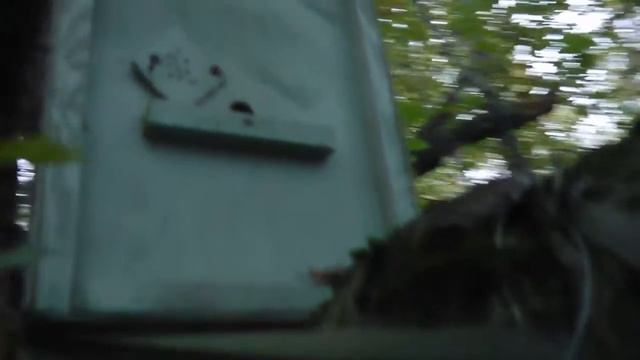 Результат ловли роев в 2016 году