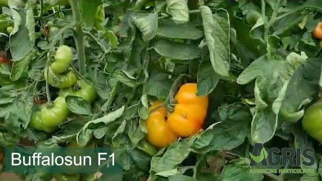 Buffalosun F1 - Cultura de tomate specialități în jud. Galați, Matca, fermier Costache Radu смотреть онлайн