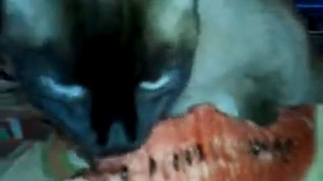 голодный котик смотреть онлайн