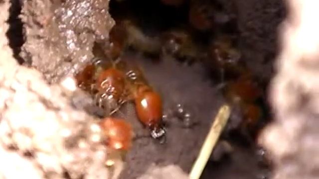 Termite Mound смотреть онлайн