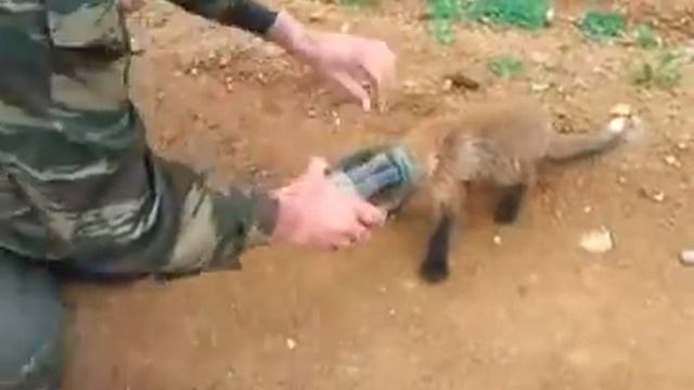 Спасение лисёнка смотреть онлайн