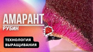 Амарант Рубин | Технология выращивания | Народные Семена
