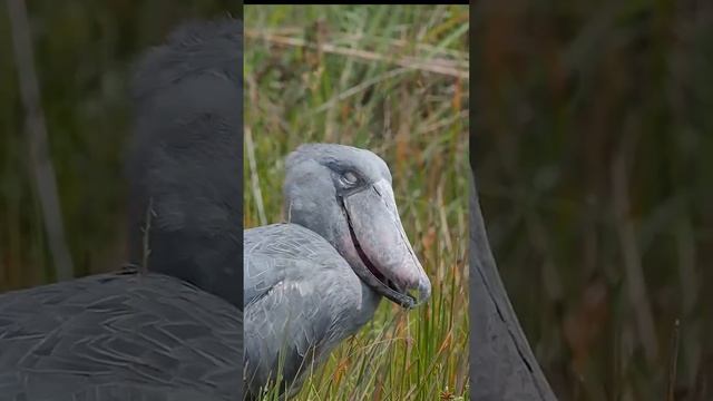 SHOEBILL: Is It Yawning? Why Is It Exposing Its Glottis? Care To Share Info On This? смотреть онлайн