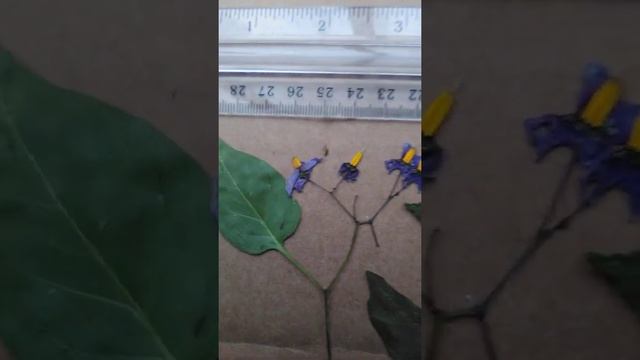 deadly nightshade for sale for purchase atropa belladonna solanum dulcamara смотреть онлайн
