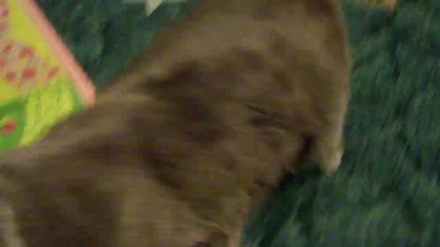 More Camera Fun смотреть онлайн