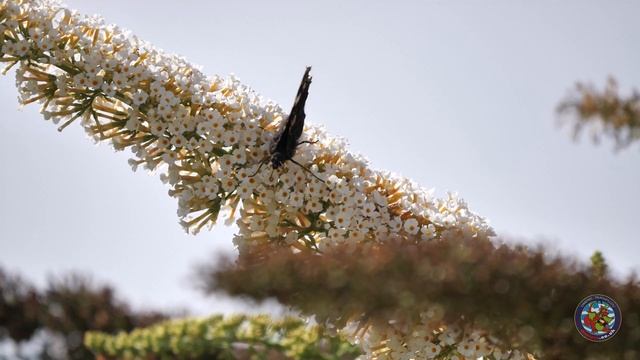 Red Admiral & Tortoiseshell Butterflies in Slow Motion смотреть онлайн