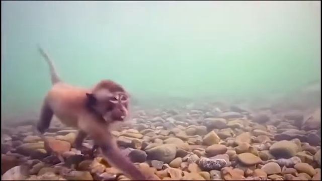 обезьяны под водой смотреть онлайн