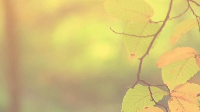 Chanting Meditation For Beginners ｜ Heart Chakra Balancing & Healing ｜ YAM Chants