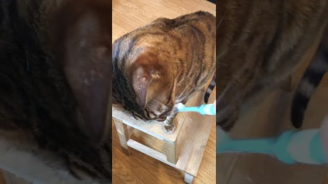 The First Toothbrushing Lesson for an 8yo Bengal Cat смотреть онлайн
