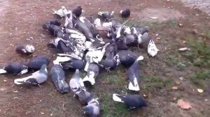 голуби донецка 2