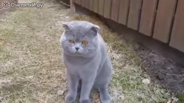 Кот не доволен хозяйкой смотреть онлайн