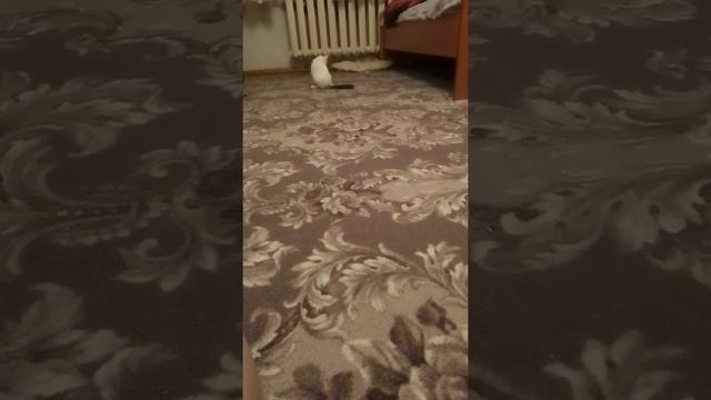 Очень умная кошечка приносит мячик. смотреть онлайн