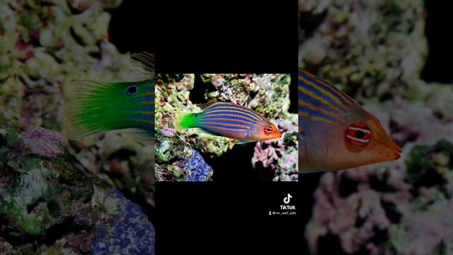 Spotlight: Six Line Wrasse смотреть онлайн