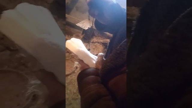 Как отличить голубя от голубки смотреть онлайн