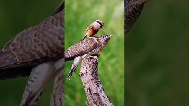 #how to birds смотреть онлайн