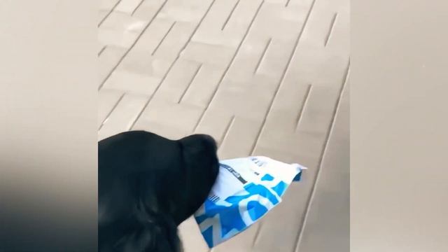 10 вопросов про прямошерстного ретривера (flat-coated Retriever), черный ретривер 🐕🦺