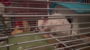 Хомяк Кузя крутит колесо