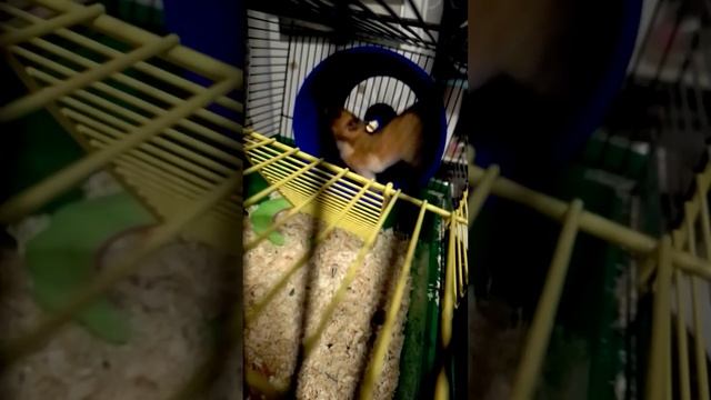 Хомяк вырабатывает электричество смотреть онлайн