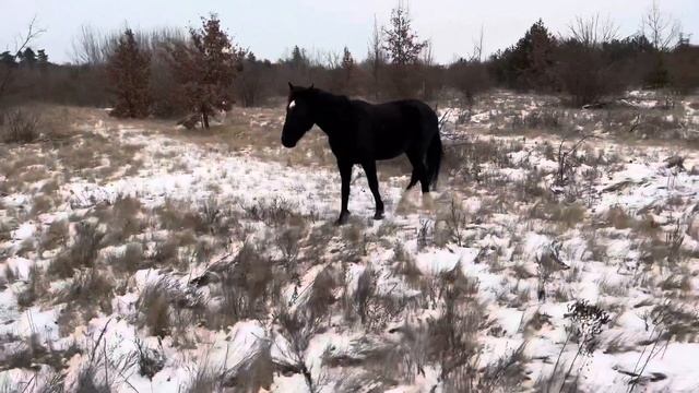 Свободная лошадь/ прогулка зимой/Free horse / walk in winter смотреть онлайн