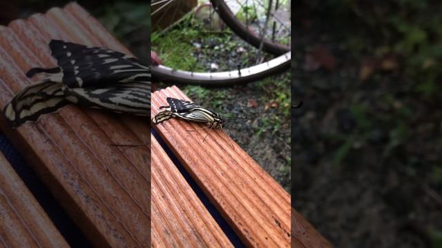 羽化したアゲハ蝶？ смотреть онлайн