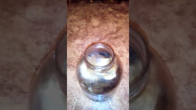 Кошка загрызла питбуля смотреть онлайн