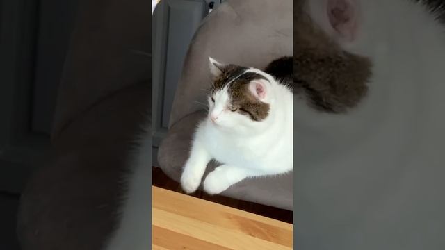 Лайфхак с фанто-мириндой :3 #shorts смотреть онлайн