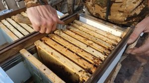 Зимовка запасных маток в нуклеусах.