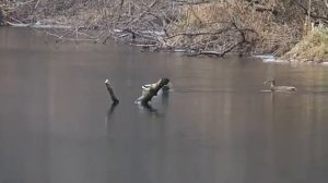 Брачный танец  Утки