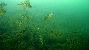 Рыбалка на карстовом озере. Подводная съёмка. Орлан белохвост.