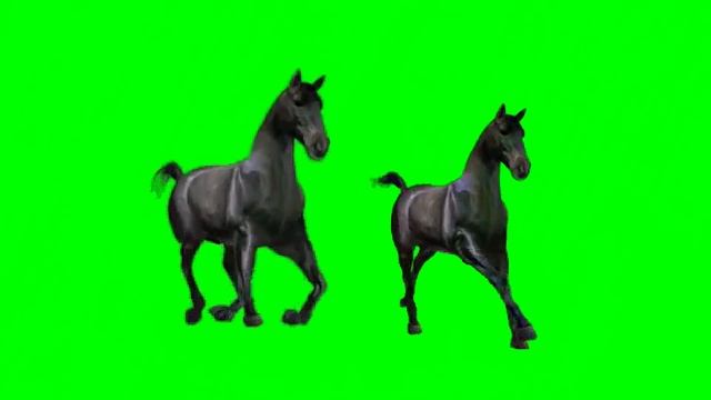 🐎🐎  GALLOP HORSES  🐎🐎 MOTION💯| #greenscreen Effects - Chroma Key Animations Footage VIDEO HD *1080