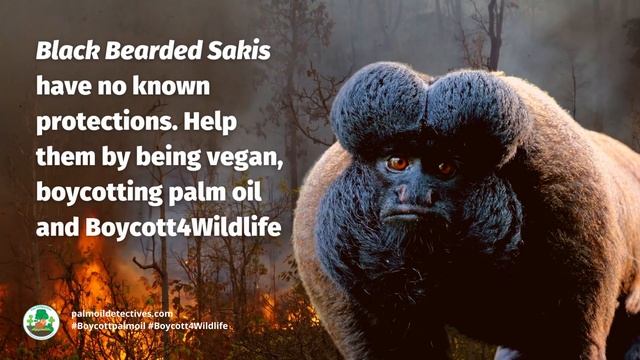 Black Bearded Saki Chiropotes satanas South America смотреть онлайн