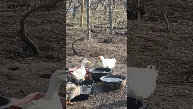Брачные игры))) утки смотреть онлайн