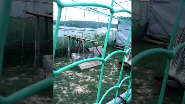 Павлины ,как это красиво ! смотреть онлайн