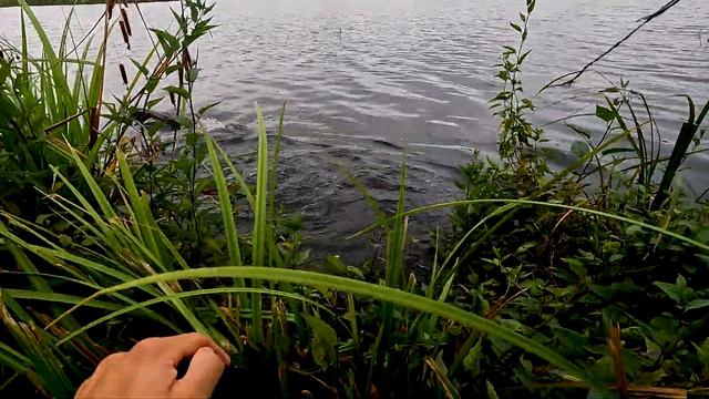 Удача в пасмурное утро на пруду