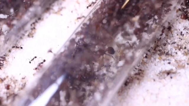 Pheidole obscurithorax | First female alate смотреть онлайн