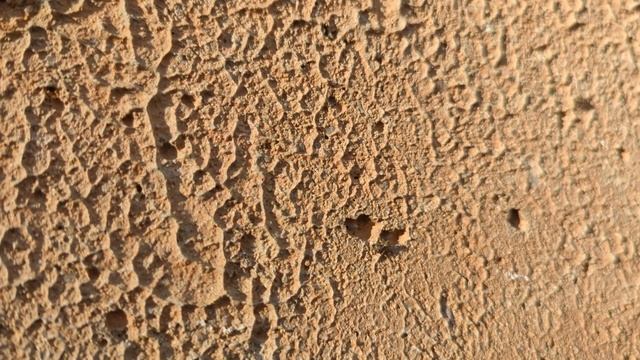 Female Naphrys pulex fending off male смотреть онлайн