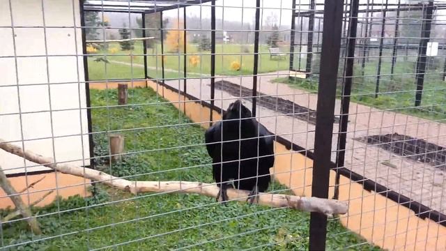 Ворон смотреть онлайн